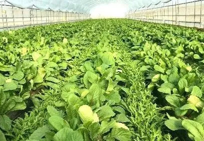 蓬萊區(qū)大辛店宏贏生態(tài)種植家庭農(nóng)場
