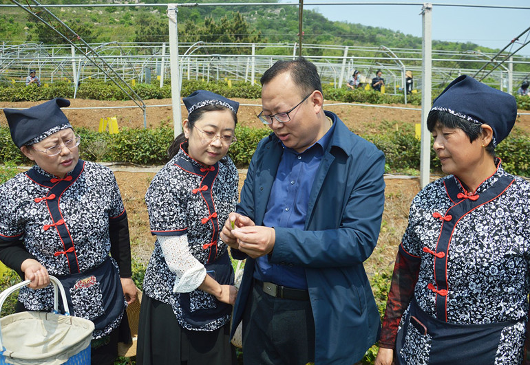 海陽步鶴山茶業(yè)基地