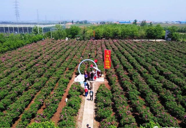 萊州市百士通玫瑰莊園科普教育基地