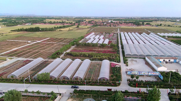 月季基地全景.jpg